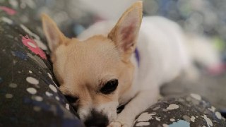 Правила Перевозки Животных в Поездах: Что Нужно Знать