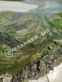 Водоросли в лужах: Самарцы обнаружили необычный «курорт»
